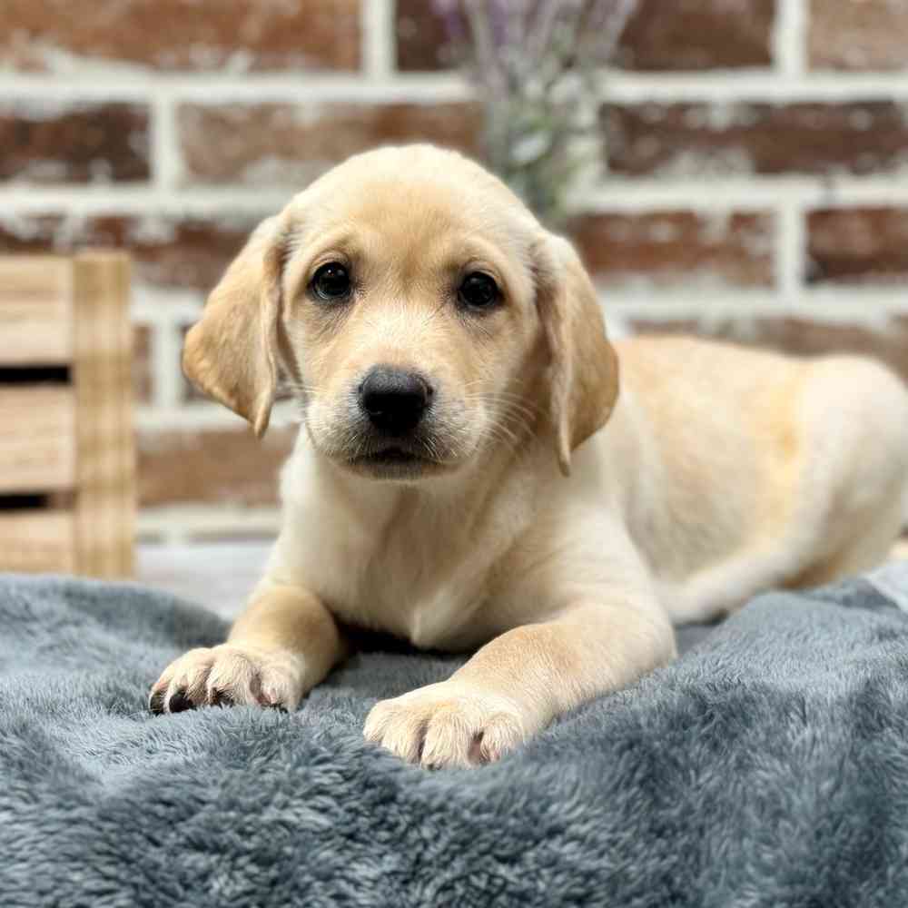Female Labrador Retriever puppy for sale at Shake A Paw Union.