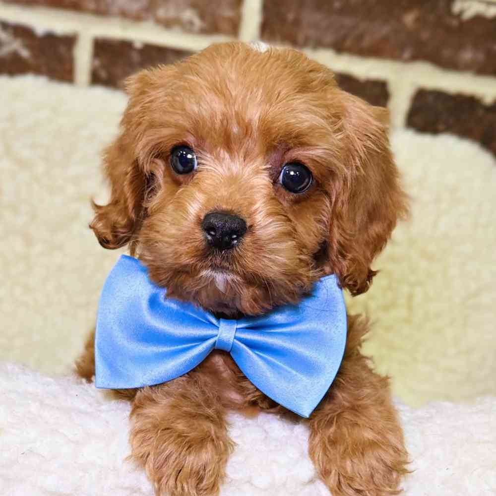 Female Cavapoo puppy for sale at Shake A Paw Union.