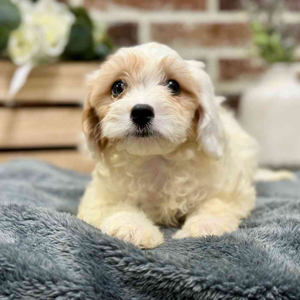 Female Cavapoo puppy for sale at Shake A Paw Union.