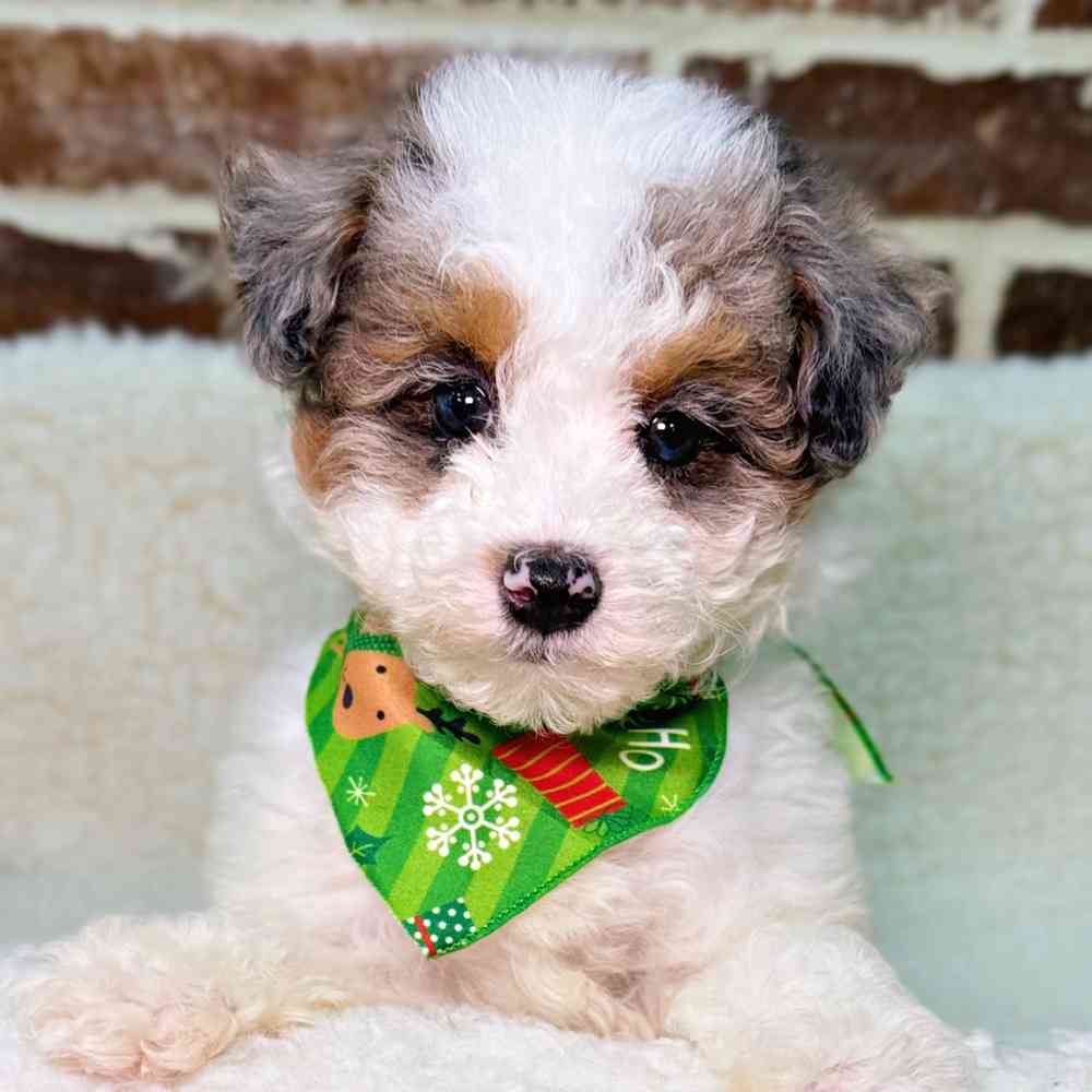 Female Poodle puppy for sale at Shake A Paw Union.