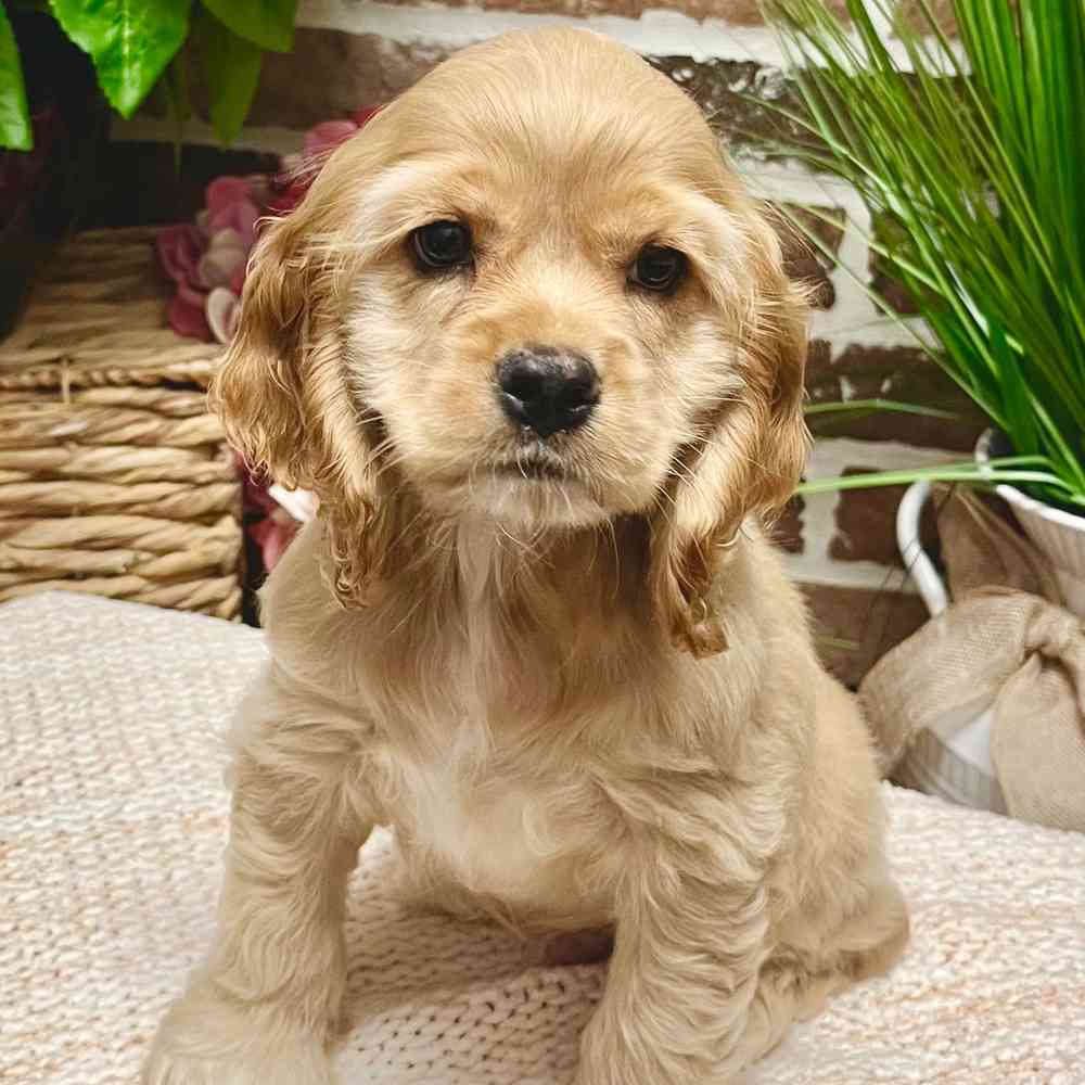 Male Cocker Spaniel puppy for sale at Shake A Paw Green Brook.