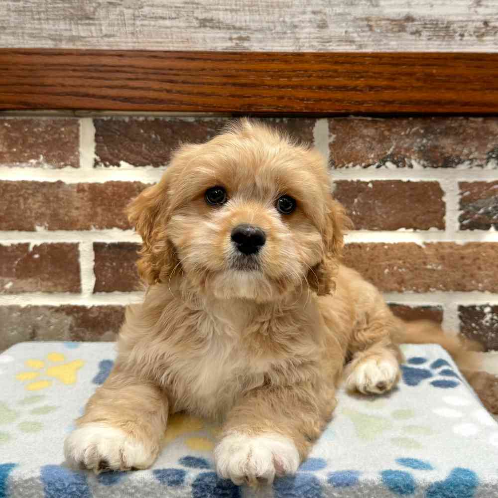 Male Cavachon puppy for sale at Shake A Paw Green Brook.