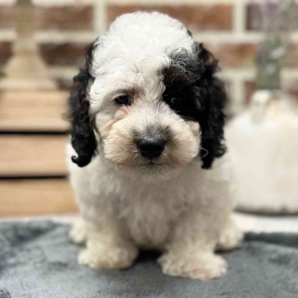Male Poodle puppy for sale at Shake A Paw Union.