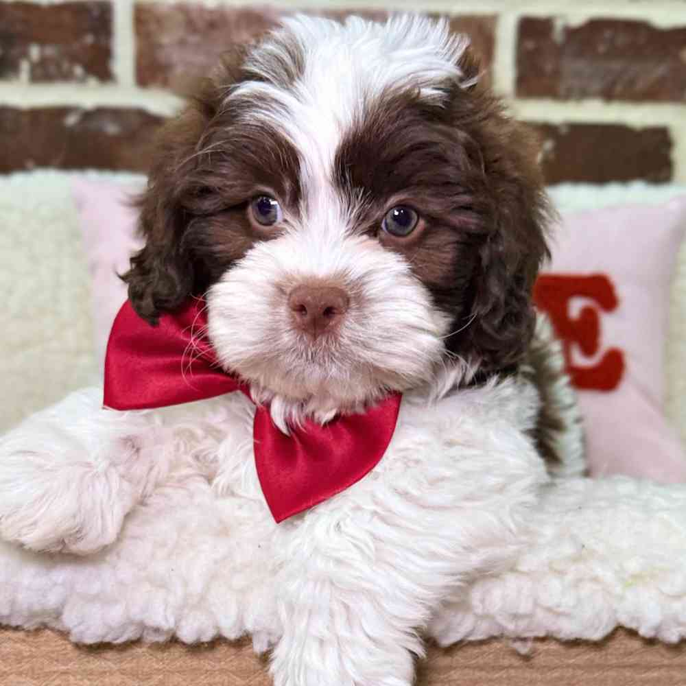 Male Shih Tzu / Poodle puppy for sale at Shake A Paw Union.