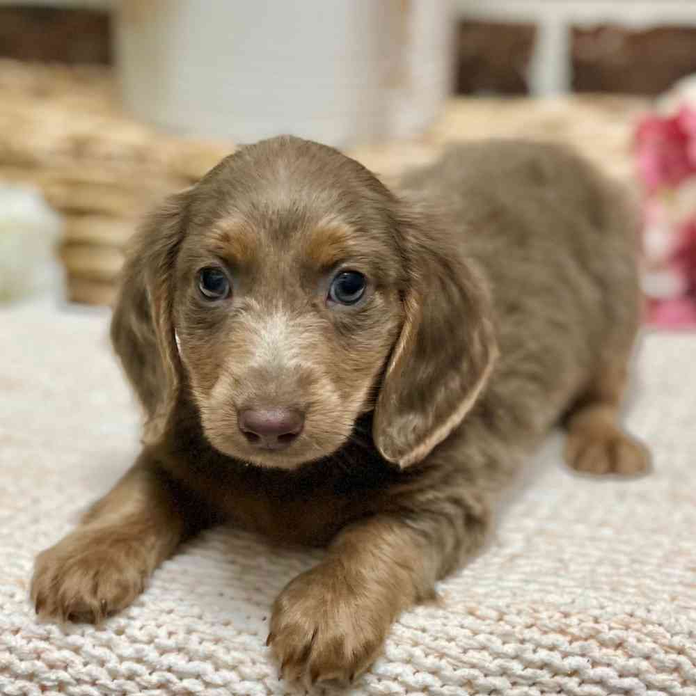 Male Dachshund puppy for sale at Shake A Paw Green Brook.