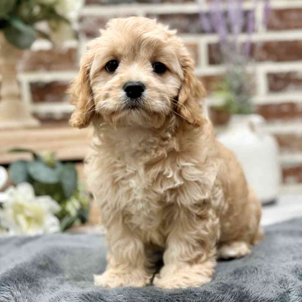 Female Cavachon puppy for sale at Shake A Paw Union.
