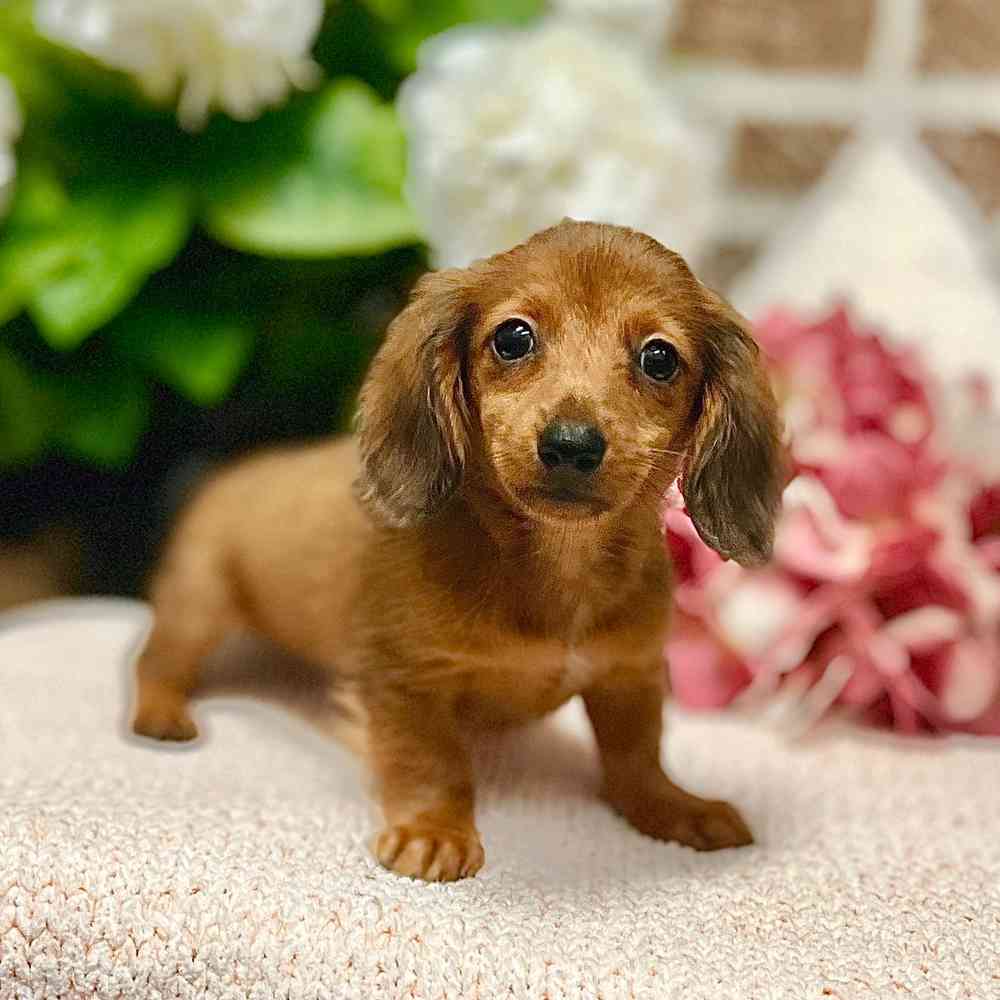 Female Dachshund puppy for sale at Shake A Paw Green Brook.