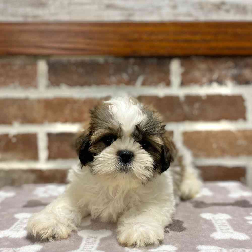 Female Shih Tzu puppy for sale at Shake A Paw Green Brook.