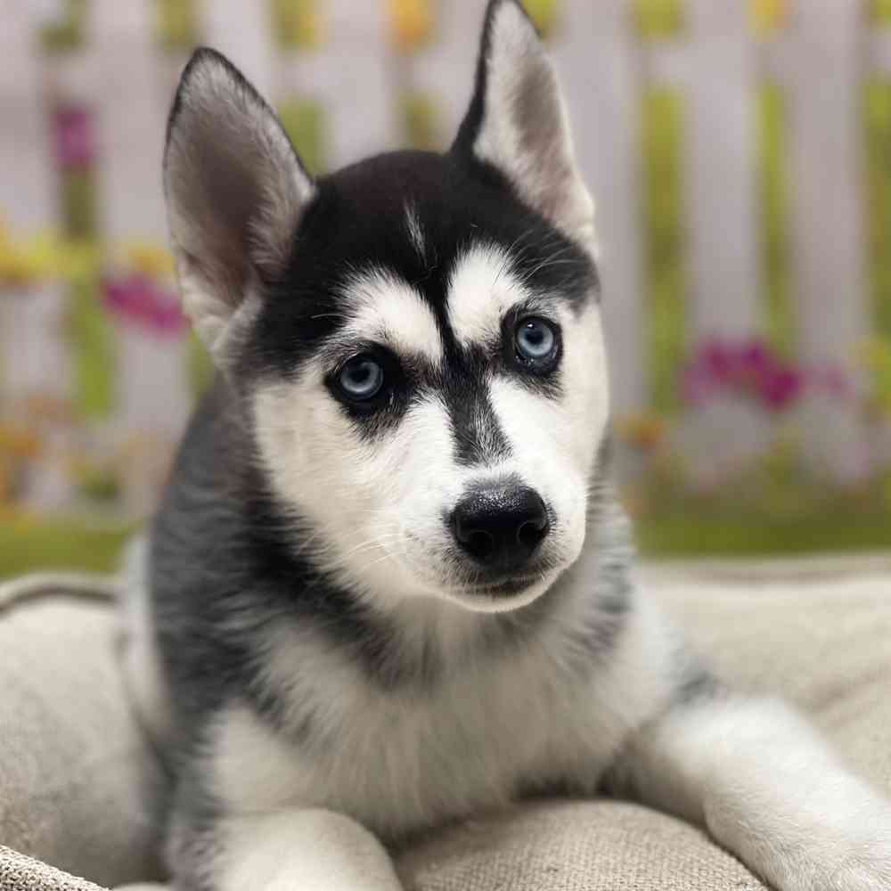 Female Siberian Husky puppy for sale at Shake A Paw Union.