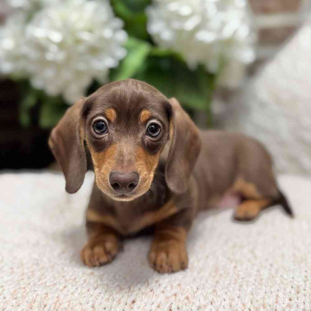 Male Dachshund puppy for sale at Shake A Paw Green Brook.