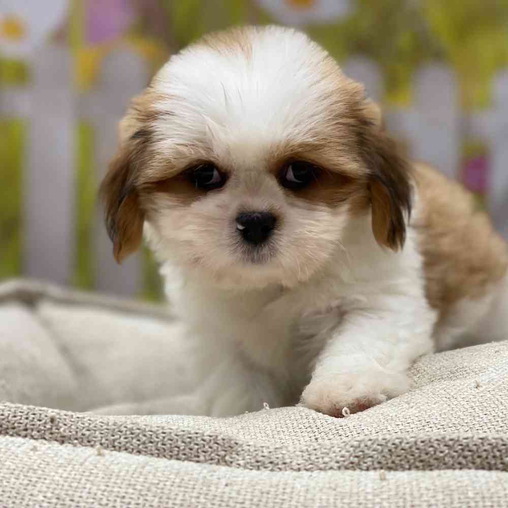 Female Lhasa Apso puppy for sale at Shake A Paw Union.