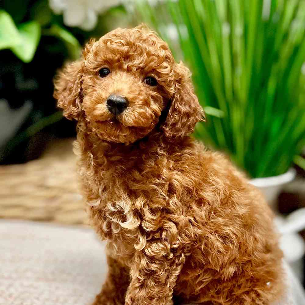 Male Poodle puppy for sale at Shake A Paw Green Brook.