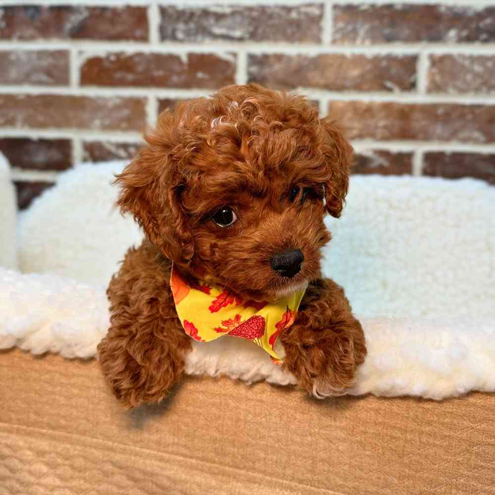 Male Cavapoo puppy for sale at Shake A Paw Union.