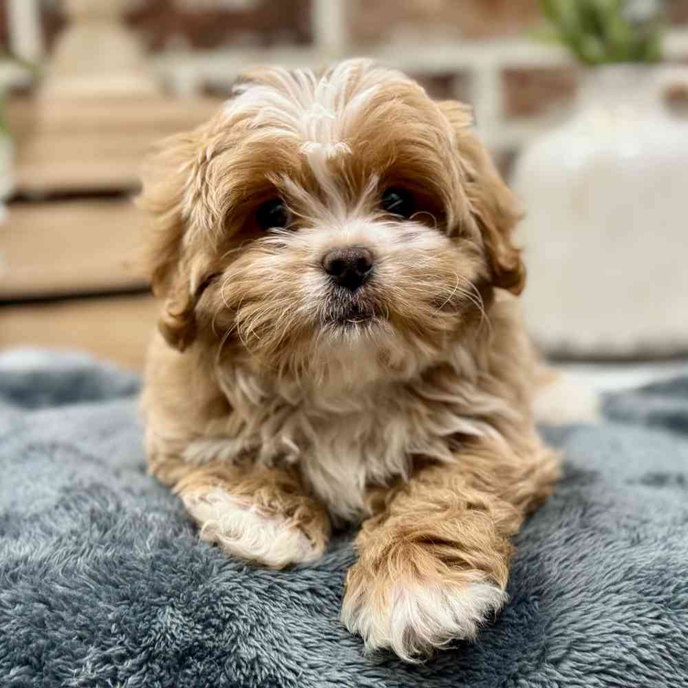 Female Pekingese / Poodle puppy for sale at Shake A Paw Union.