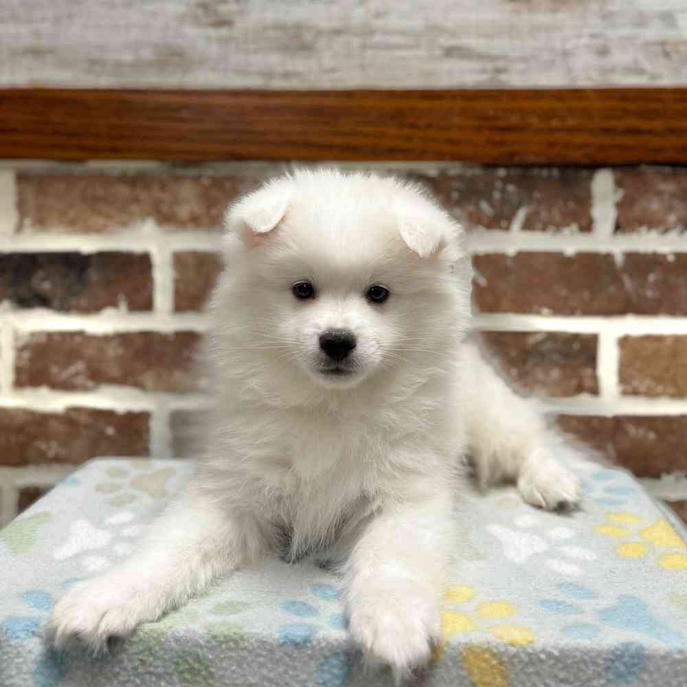 Male American Eskimo puppy for sale at Shake A Paw Green Brook.