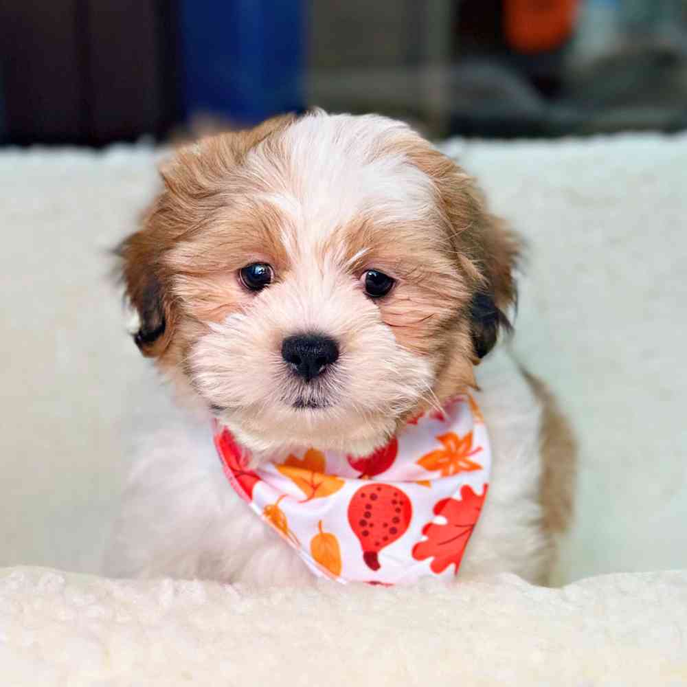 Male Shih Tzu / Bichon puppy for sale at Shake A Paw Union.