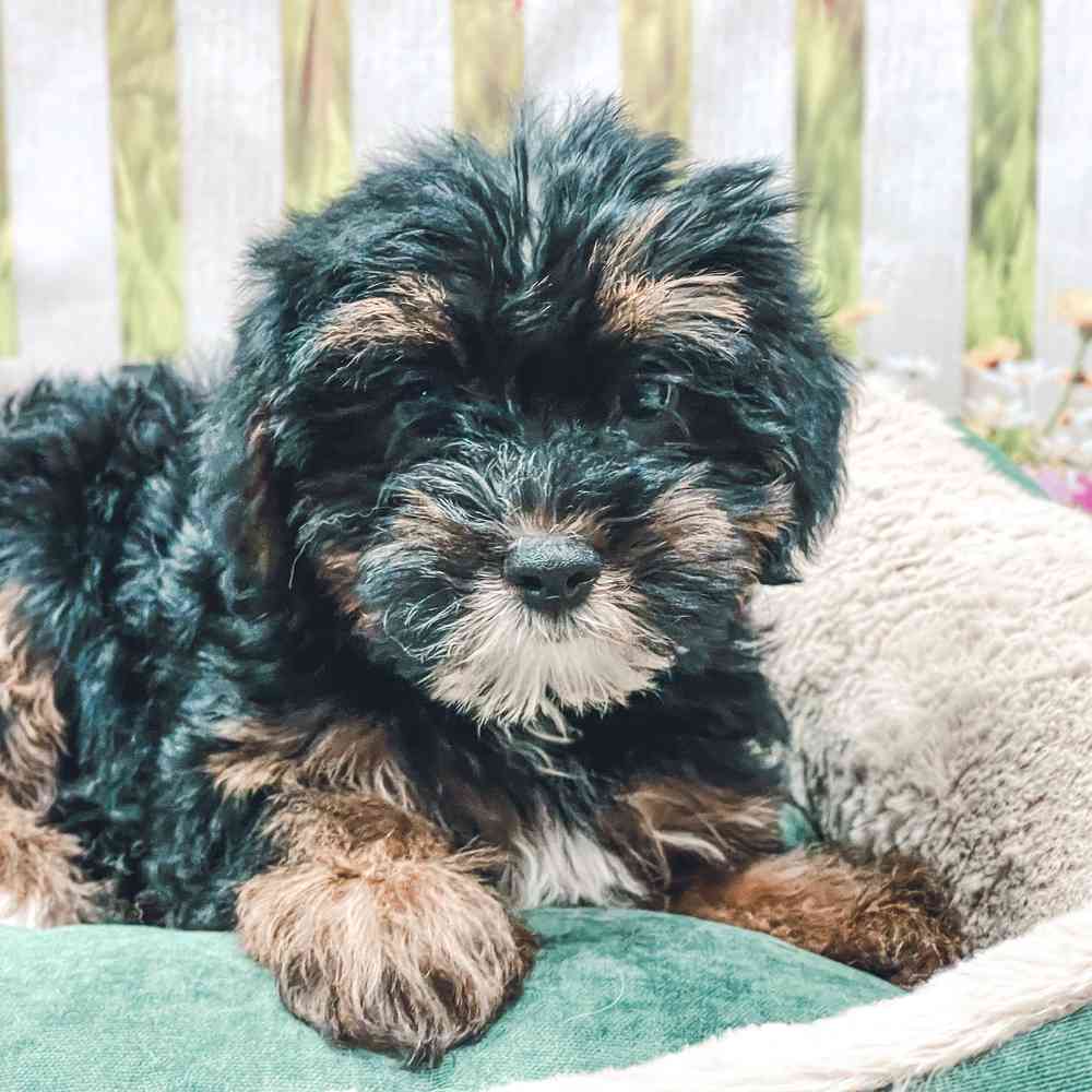 Female Yorkie / Poodle puppy for sale at Shake A Paw Union.