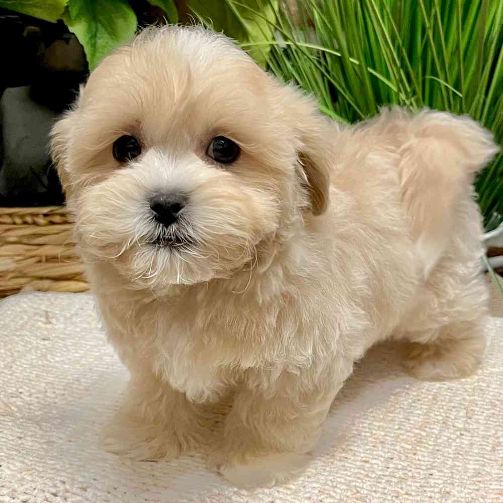 Female Shih Tzu / Bichon puppy for sale at Shake A Paw Green Brook.