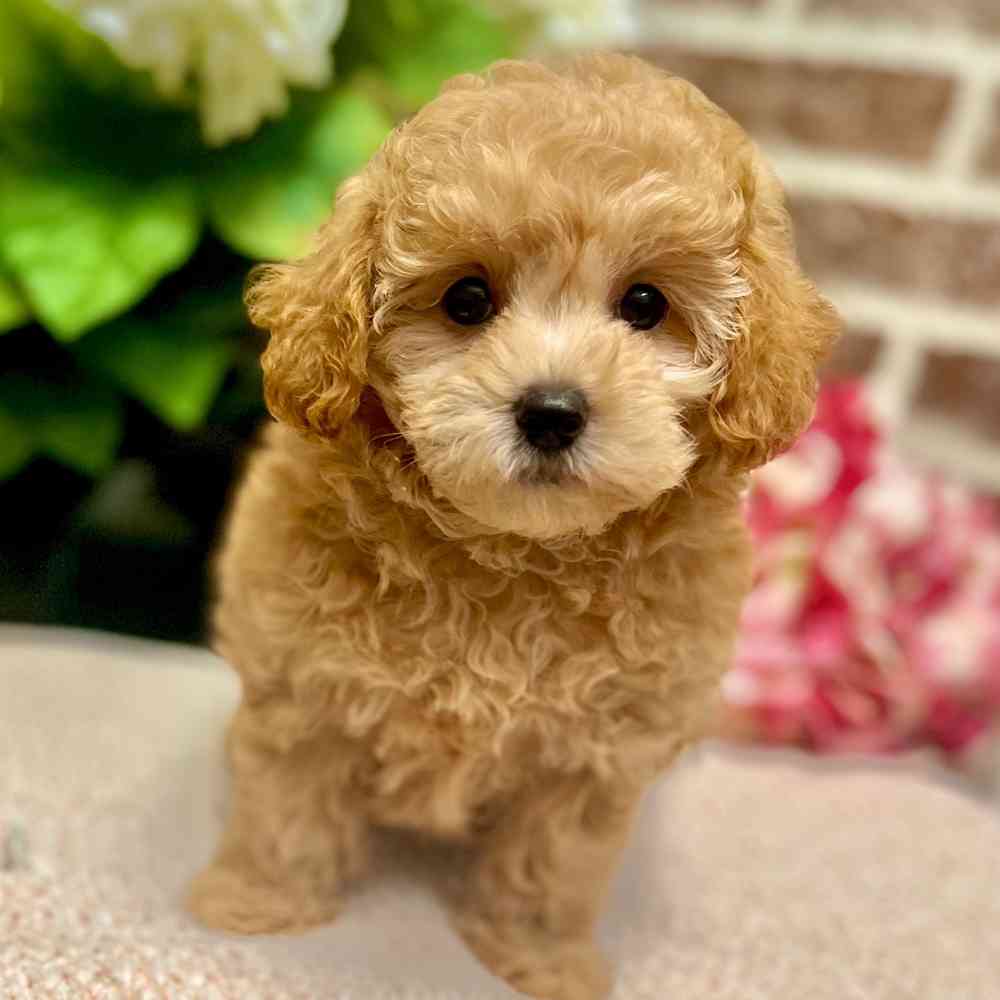 Female Maltipoo puppy for sale at Shake A Paw Green Brook.