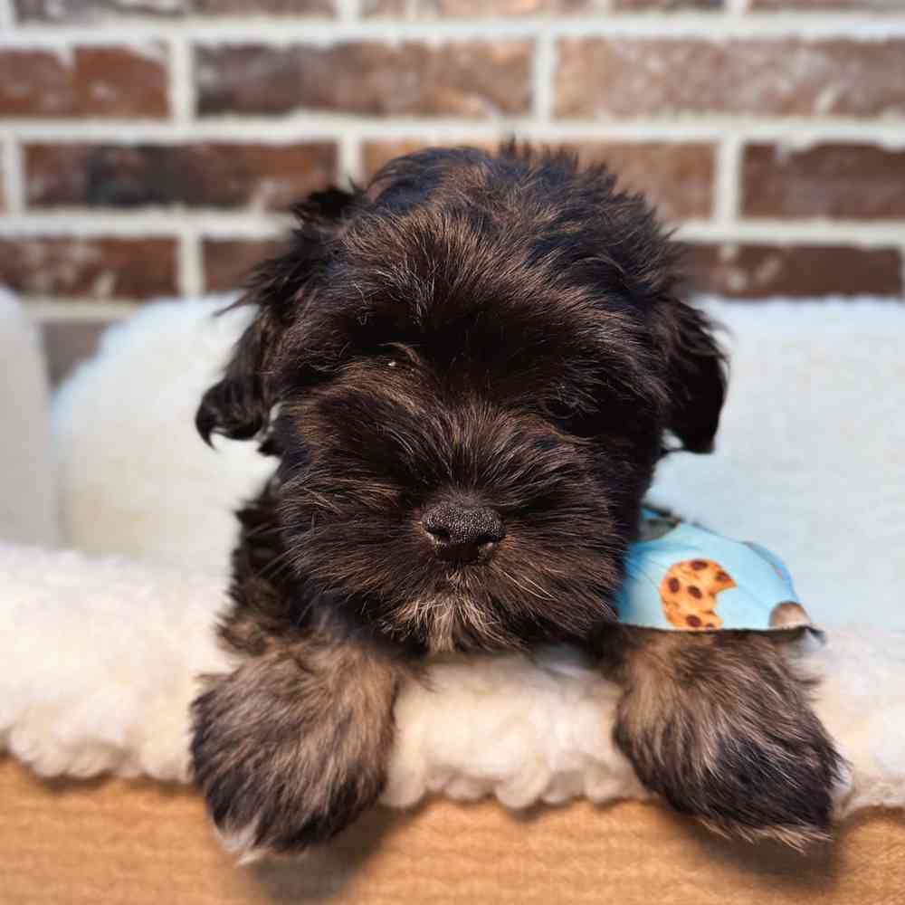 Male Havanese puppy for sale at Shake A Paw Union.
