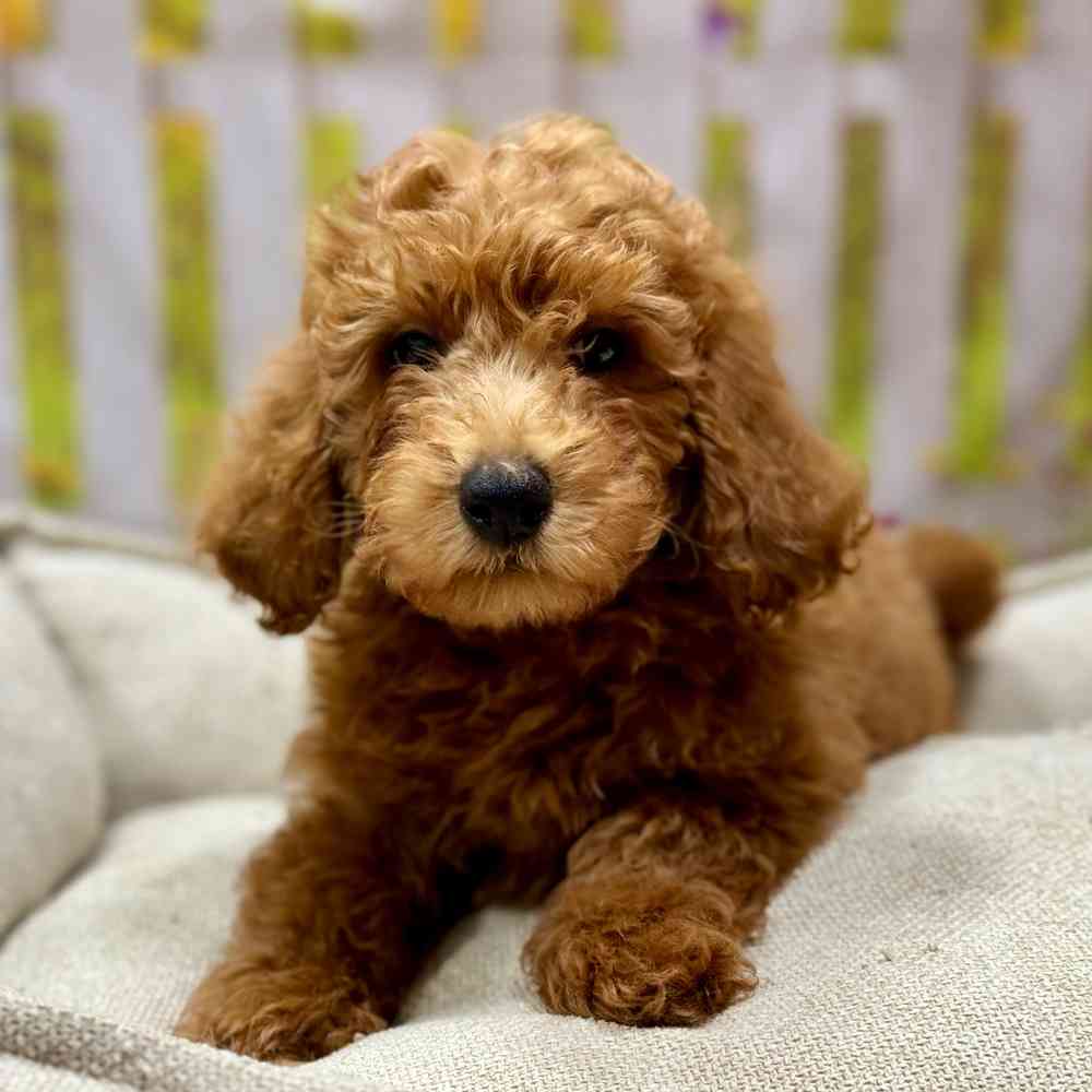 Male Mini Goldendoodle 2Nd Gen puppy for sale at Shake A Paw Union.