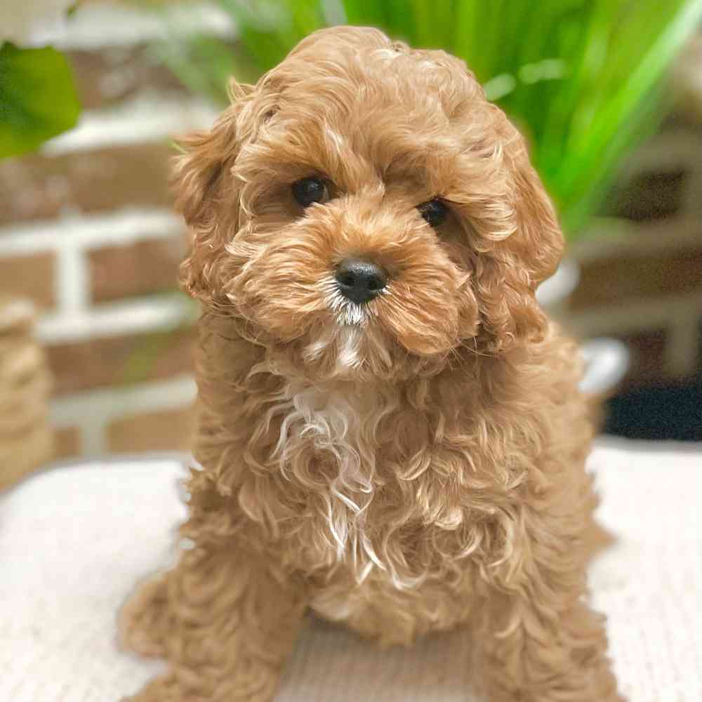 Female Cavapoo puppy for sale at Shake A Paw Green Brook.