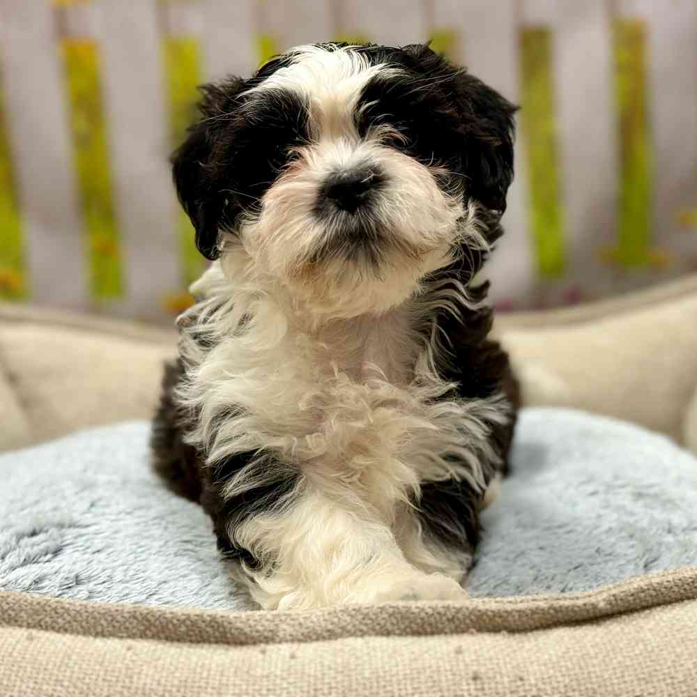 Male Shih Tzu / Bichon puppy for sale at Shake A Paw Union.