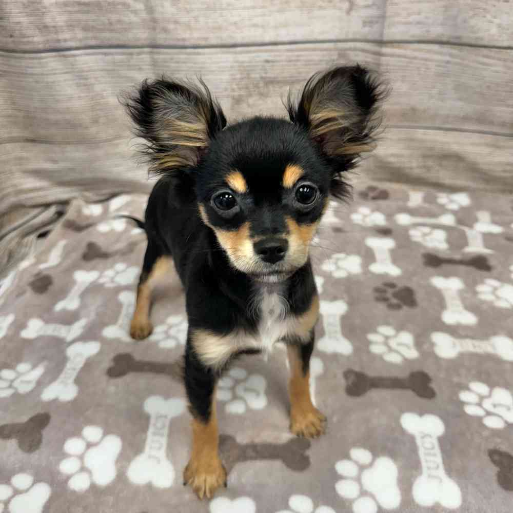 Female Chihuahua puppy for sale at Shake A Paw Green Brook.