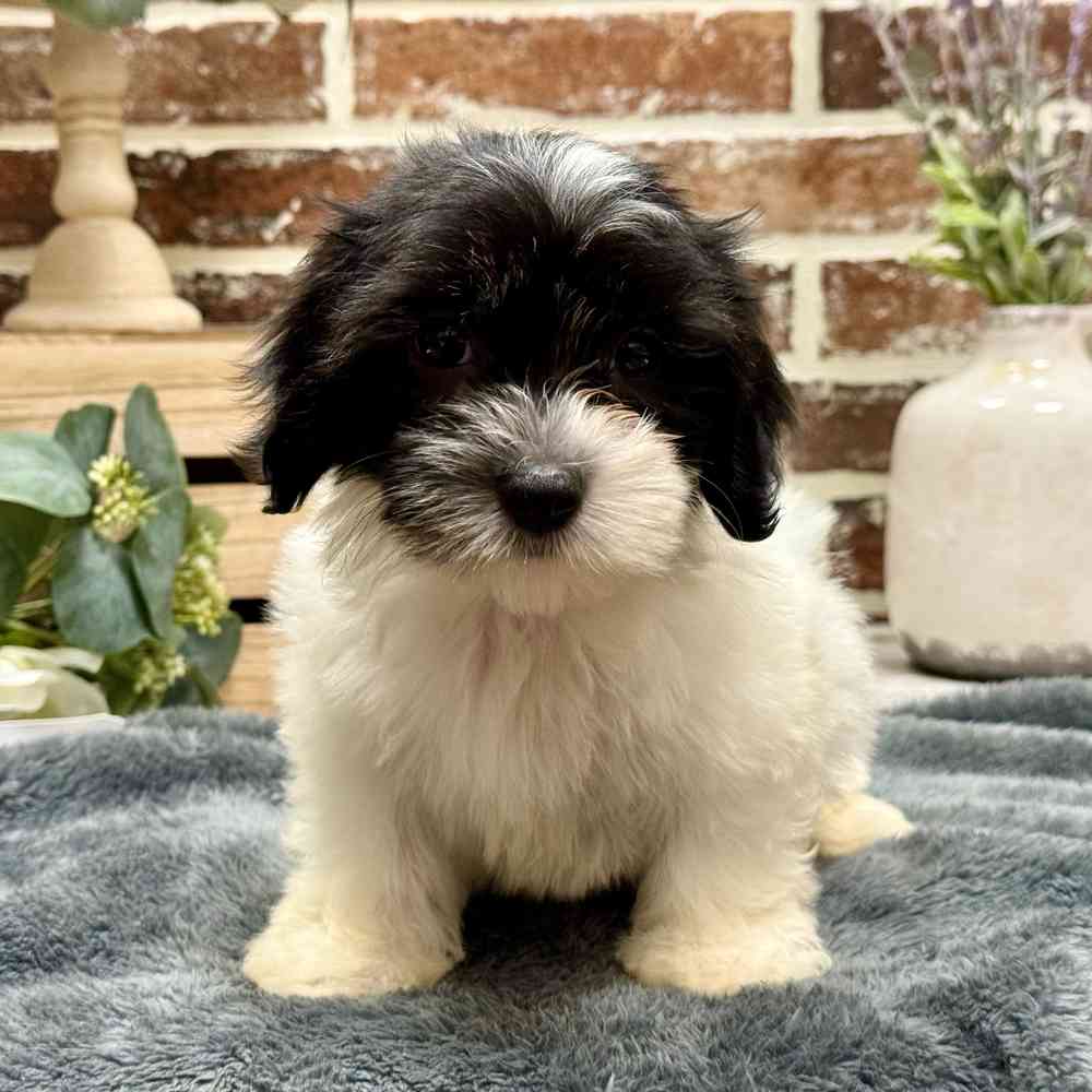Female Coton De Tulear puppy for sale at Shake A Paw Union.