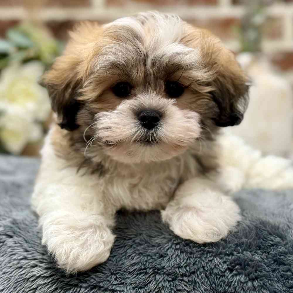 Male Shih Tzu / Bichon puppy for sale at Shake A Paw Union.