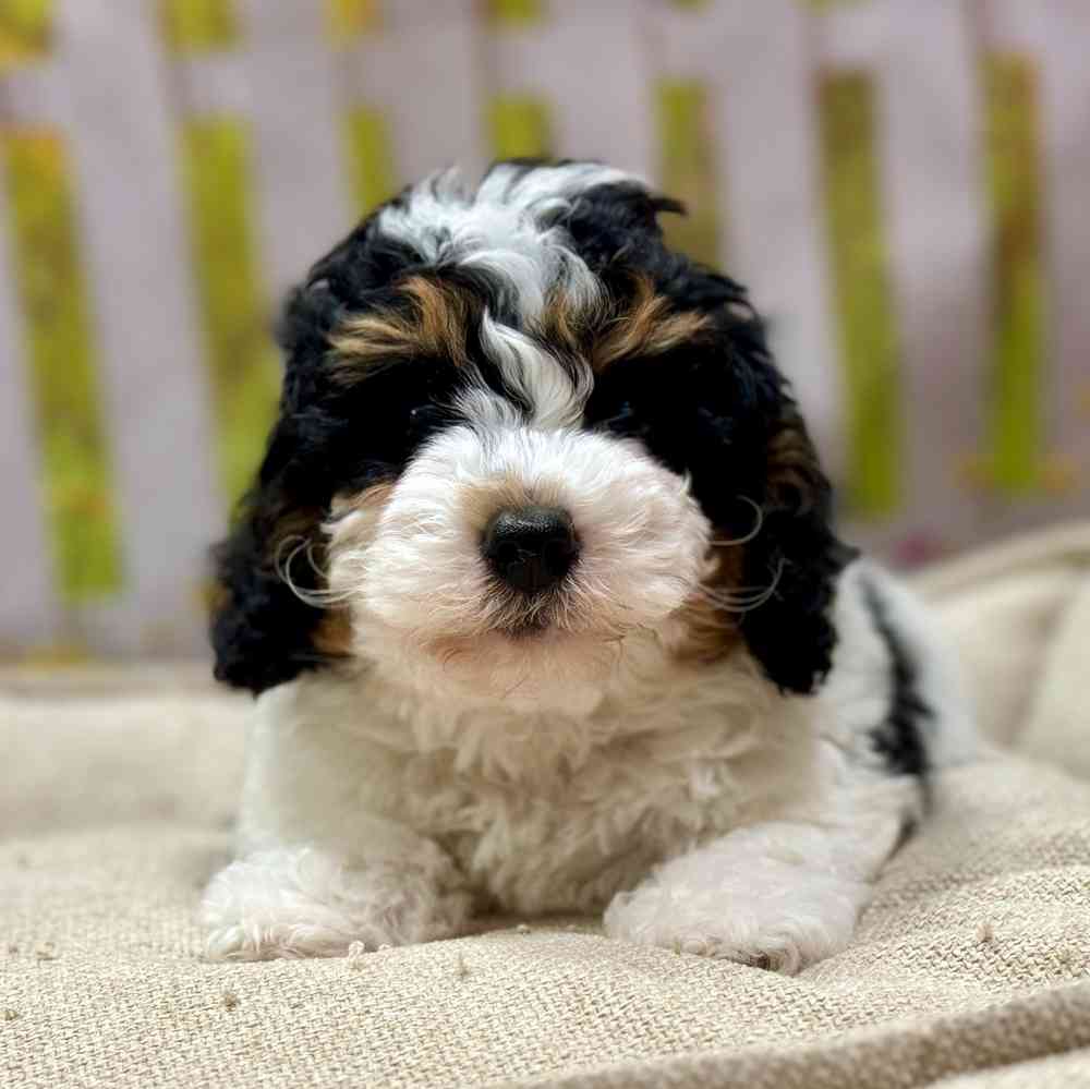 Female Mini Bernedoodle 2Nd Gen puppy for sale at Shake A Paw Union.