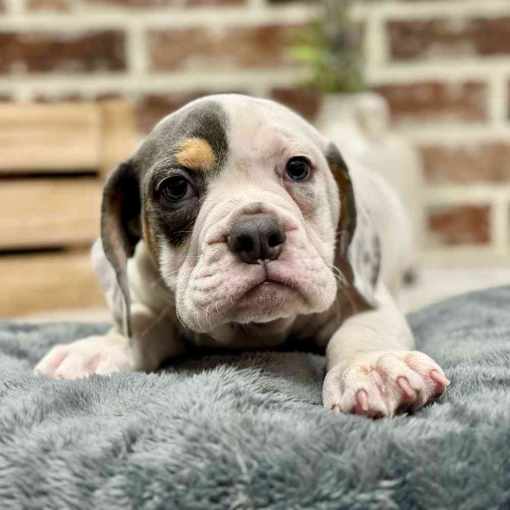 Male Beabull puppy for sale at Shake A Paw Union.