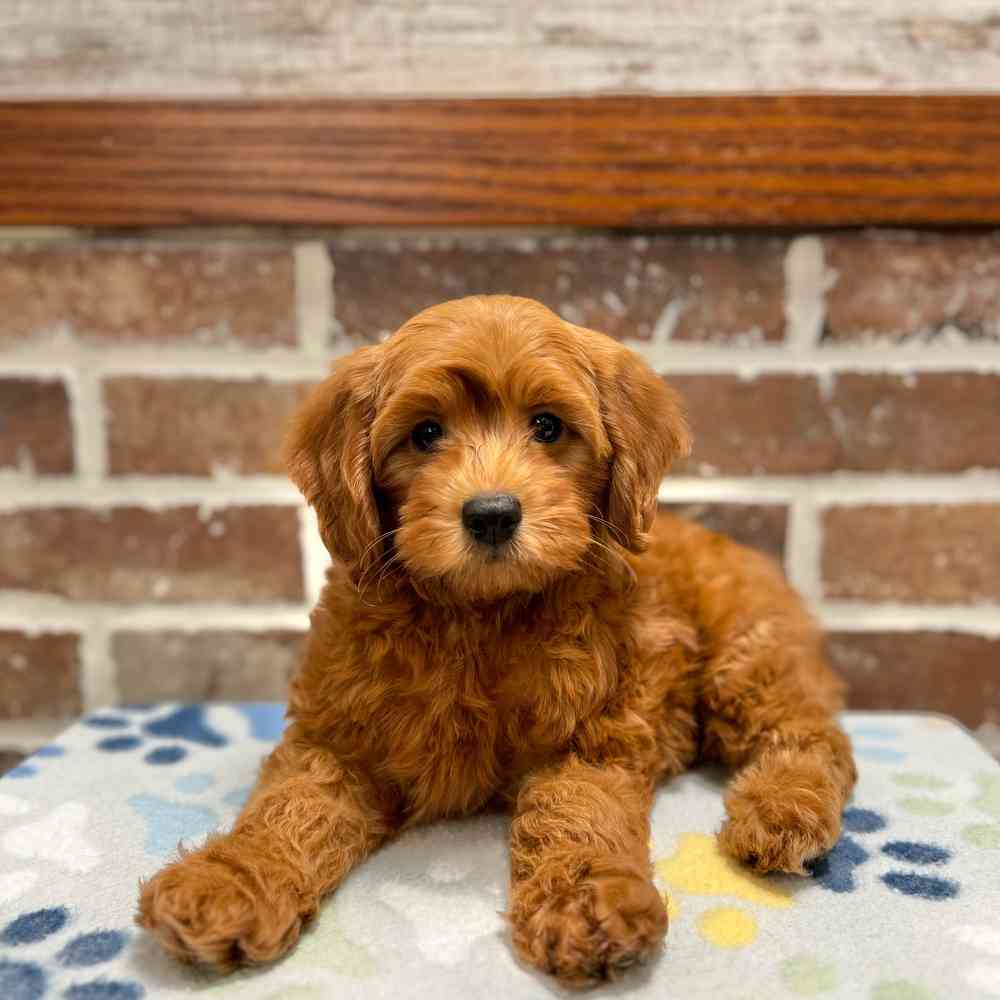 Male Cockapoo 2Nd Gen puppy for sale at Shake A Paw Green Brook.