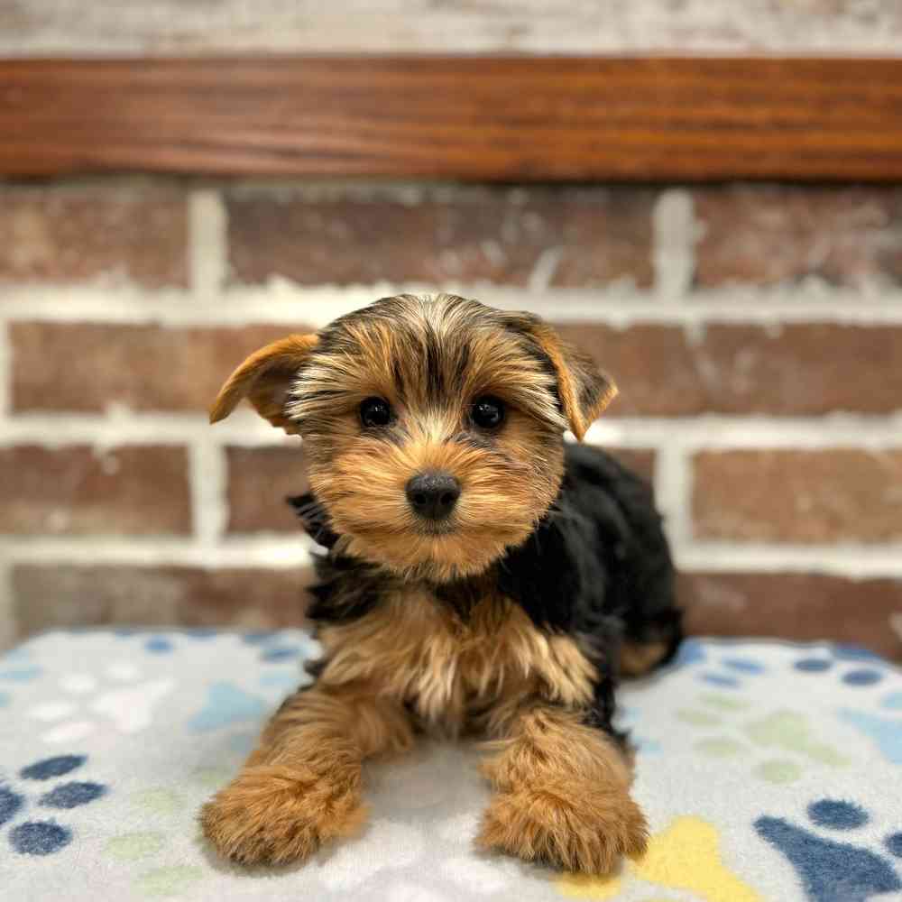 Female Yorkshire Terrier puppy for sale at Shake A Paw Green Brook.