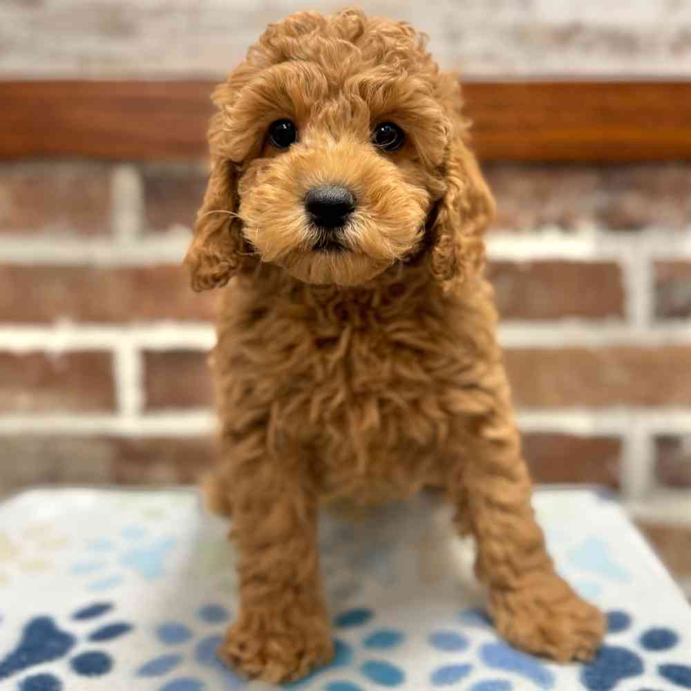 Male Cockapoo 2Nd Gen puppy for sale at Shake A Paw Green Brook.