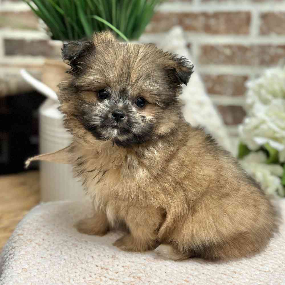 Male Shih Tzu / Pomeranian puppy for sale at Shake A Paw Green Brook.