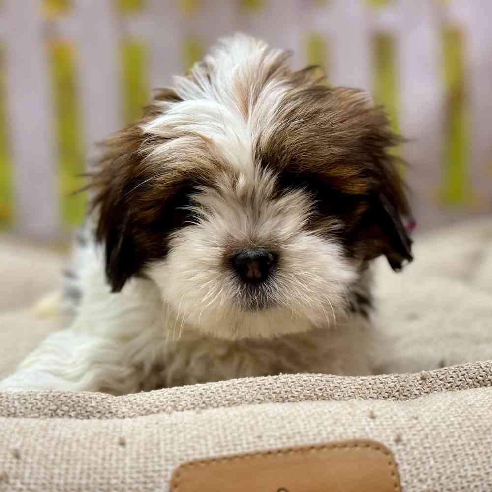 Male Lhasa Apso puppy for sale at Shake A Paw Union.