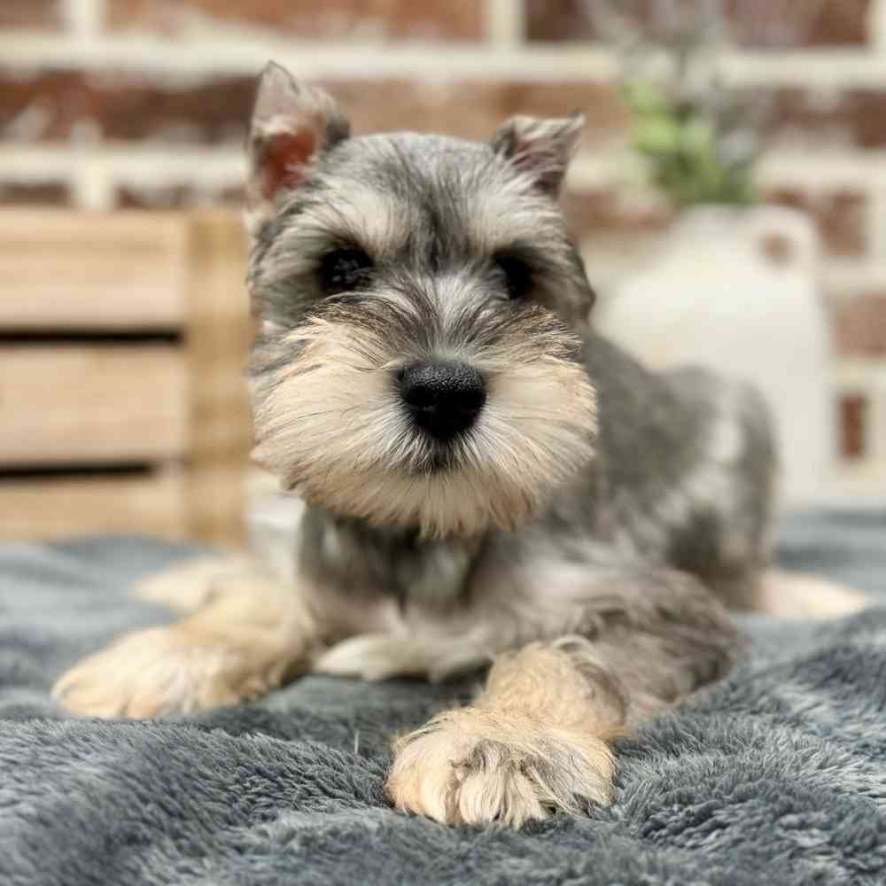 Male Mini Schnauzer puppy for sale at Shake A Paw Union.