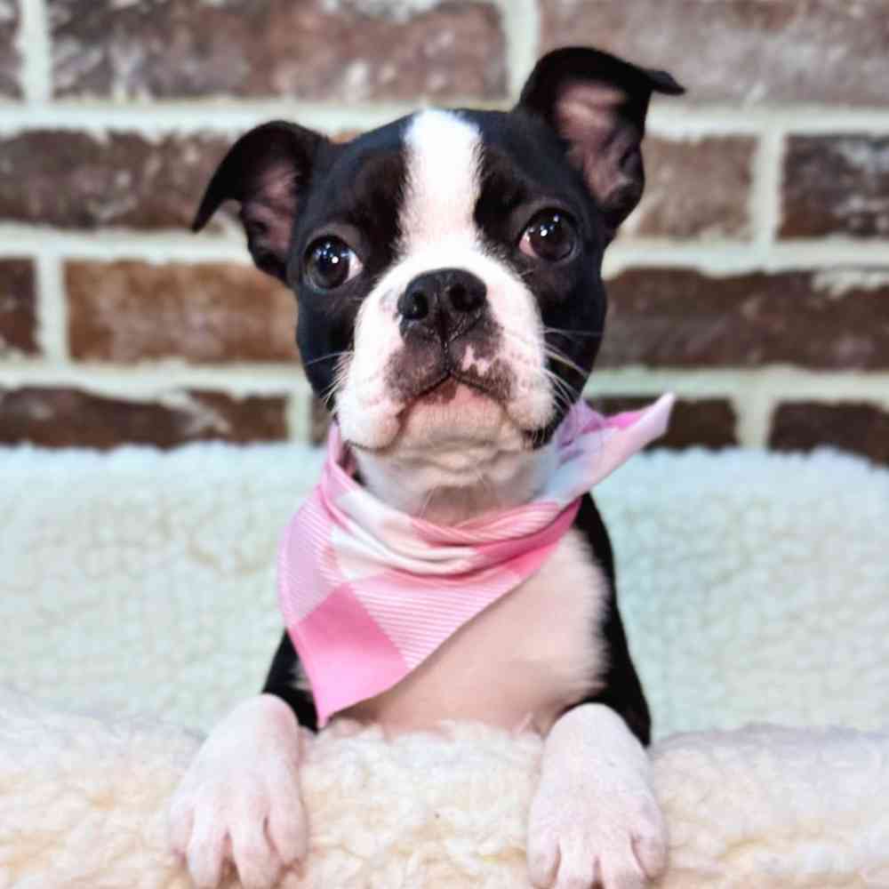 Female Boston Terrier puppy for sale at Shake A Paw Union.