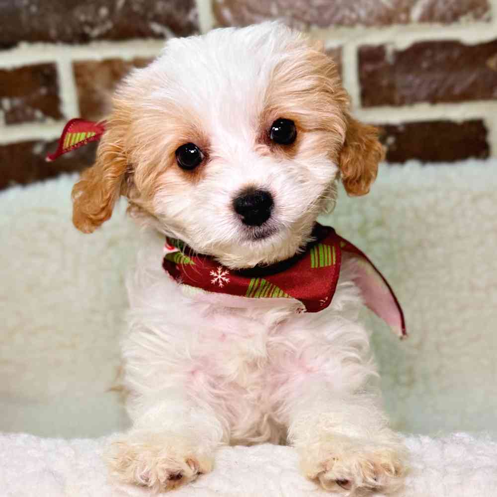 Female Cavapoo 2Nd Gen puppy for sale at Shake A Paw Union.