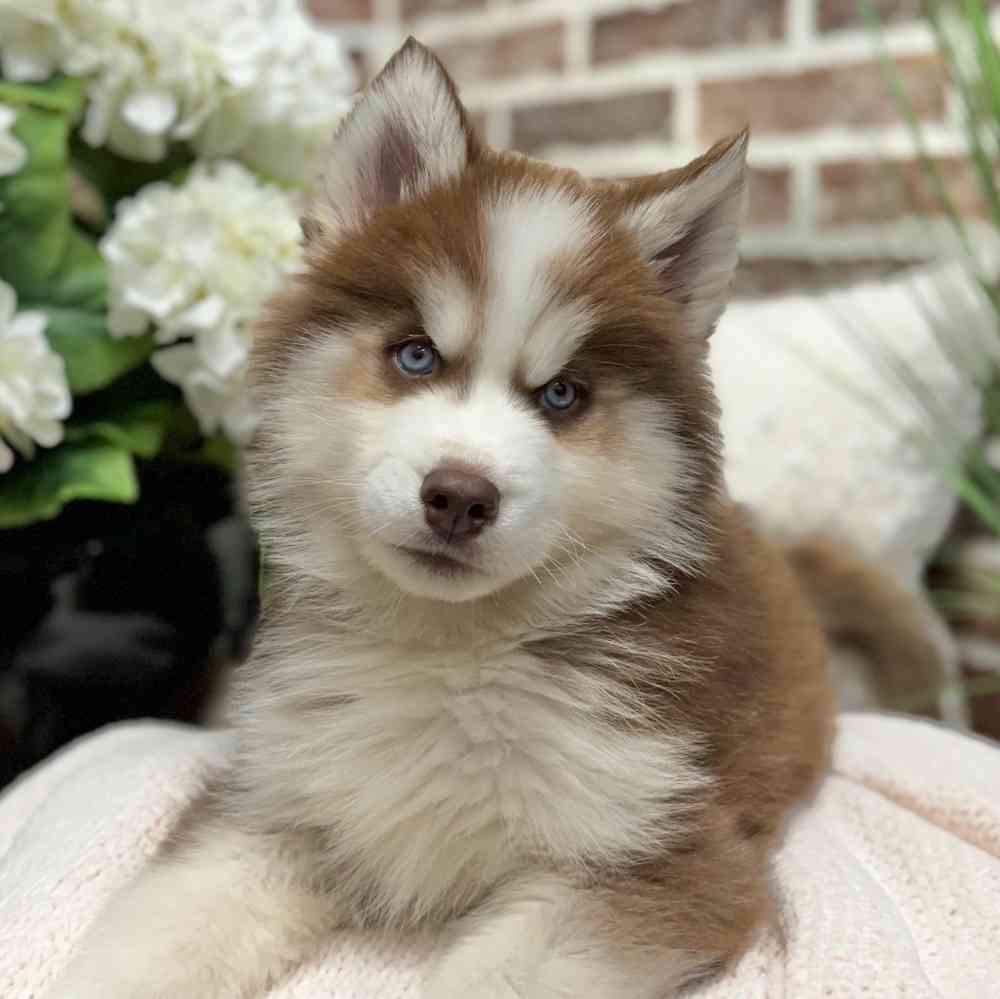 Male Siberian Husky puppy for sale at Shake A Paw Green Brook.