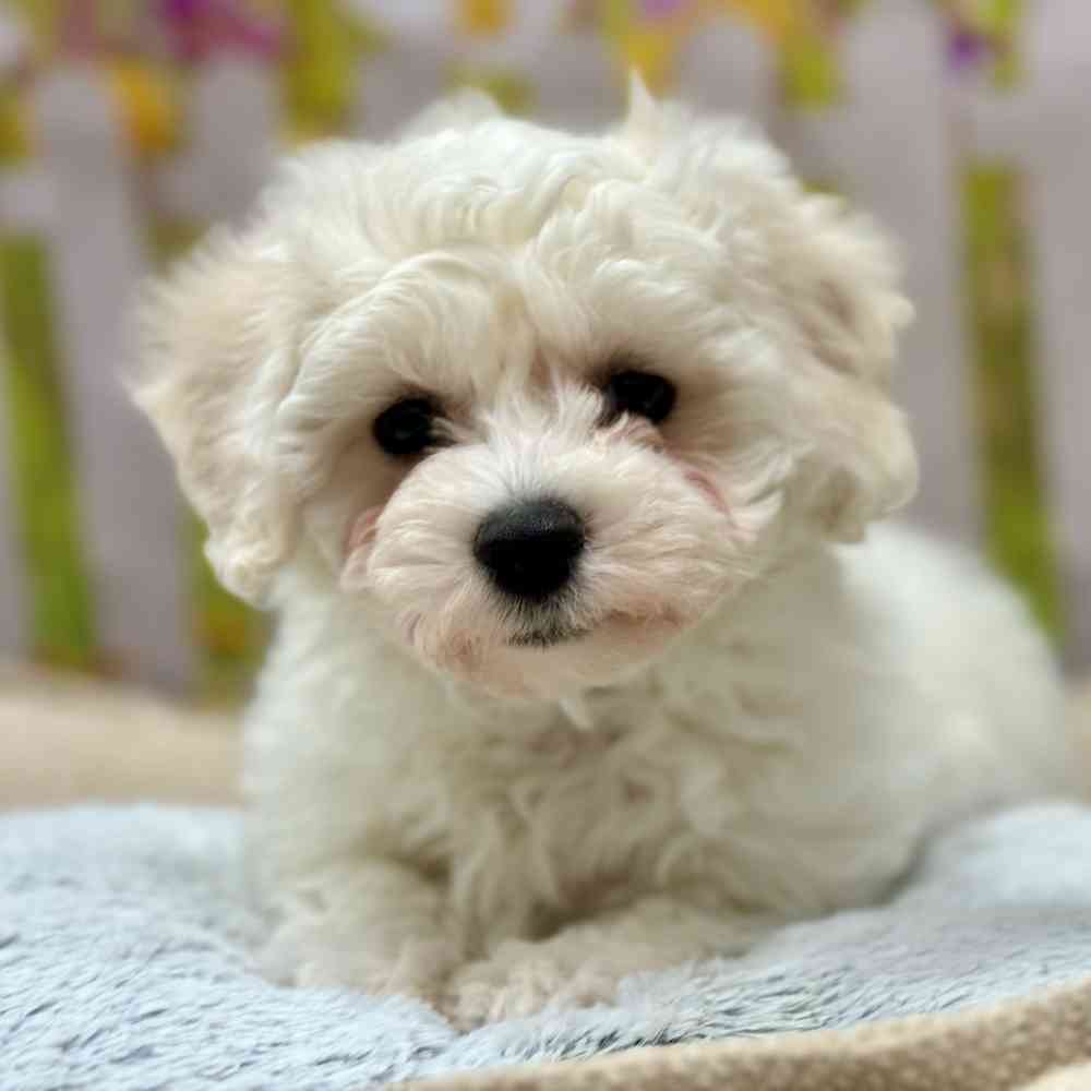 Female Bichon Frise puppy for sale at Shake A Paw Union.