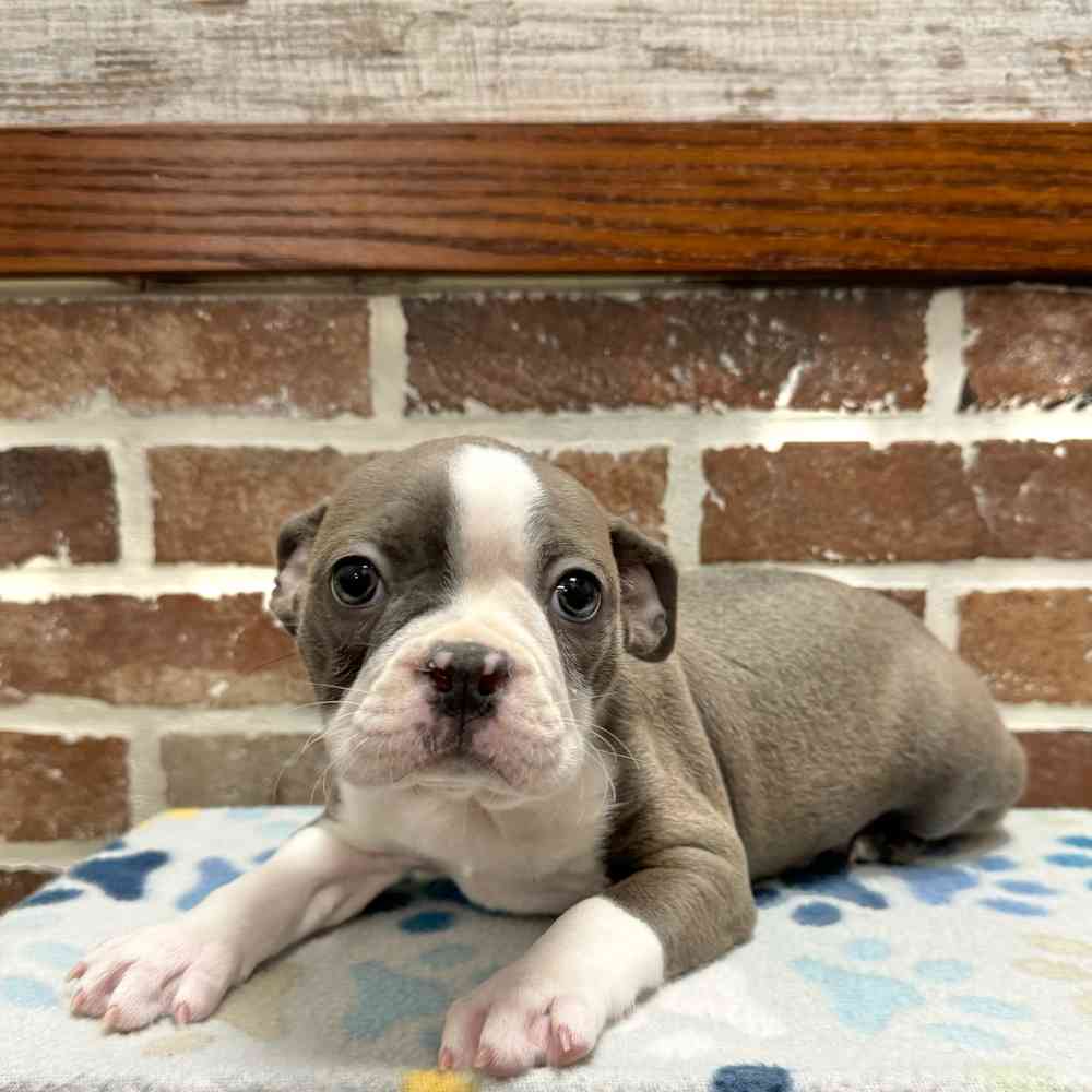 Male Boston Terrier puppy for sale at Shake A Paw Green Brook.