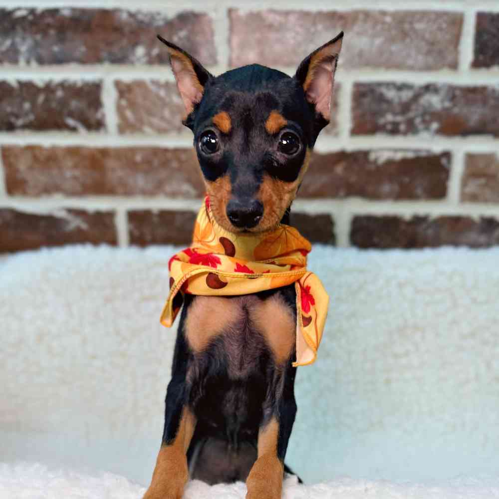 Male Miniature Pinscher puppy for sale at Shake A Paw Union.