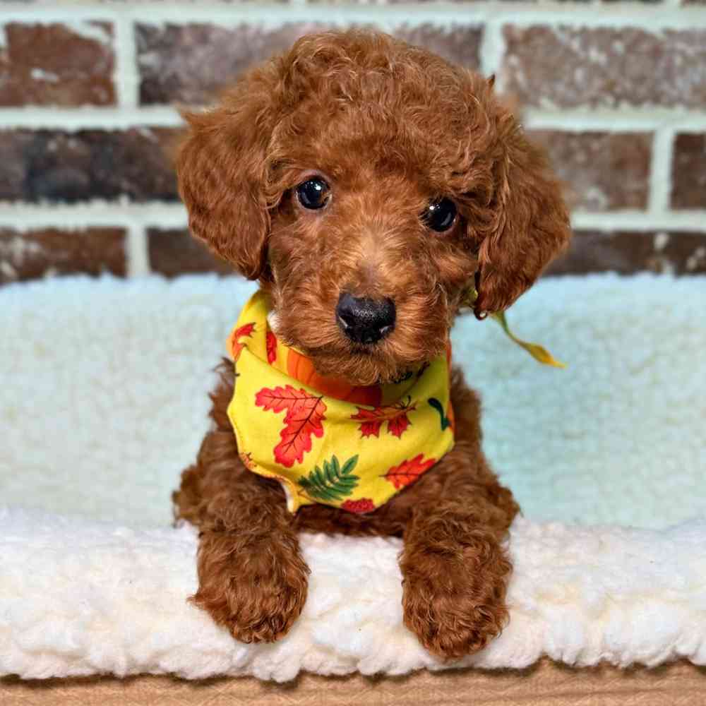 Male Poodle puppy for sale at Shake A Paw Union.