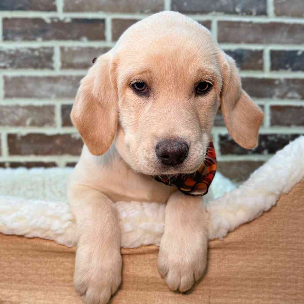 Female Labrador Retriever puppy for sale at Shake A Paw Union.