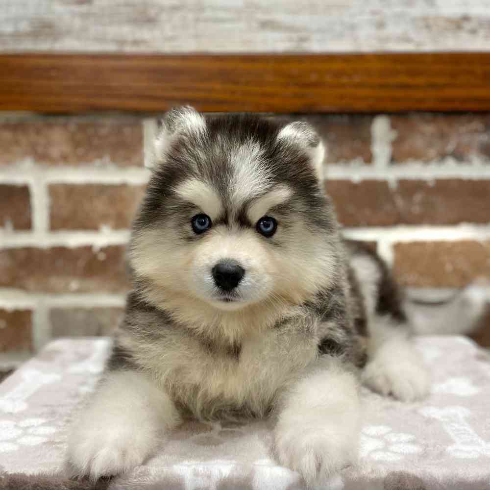 Male Pomsky puppy for sale at Shake A Paw Green Brook.