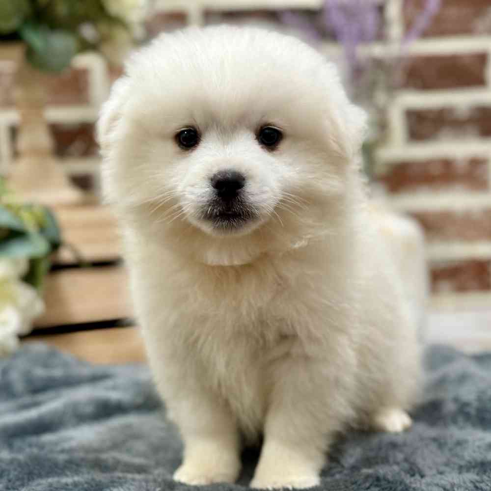 Male American Eskimo puppy for sale at Shake A Paw Union.
