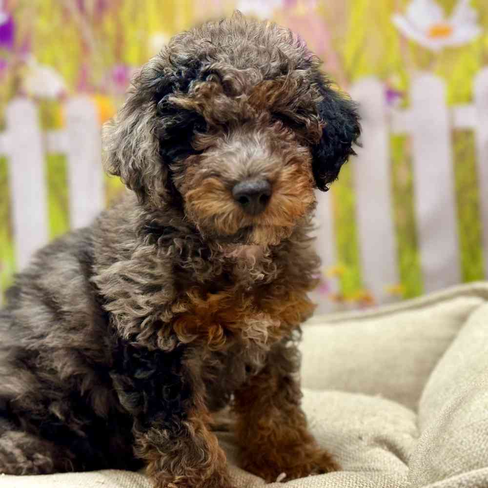 Male Mini Goldendoodle puppy for sale at Shake A Paw Union.