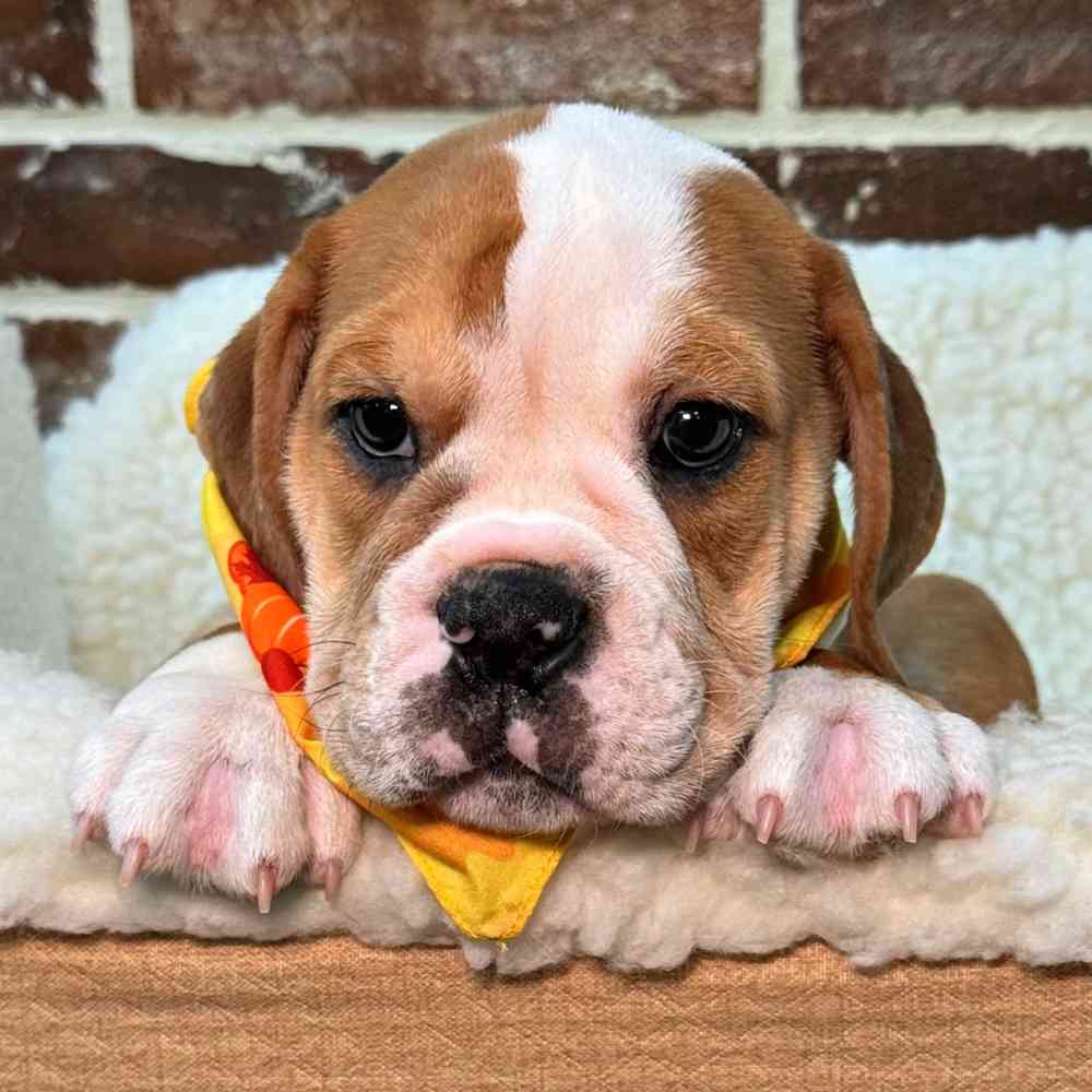 Male Beabull puppy for sale at Shake A Paw Union.